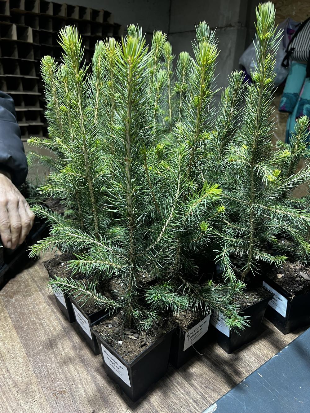 Ель колючая (2-3 года) - Picea pungens, саженцы в контейнере Р9 — питомник АСТРОБИ — фото 3
