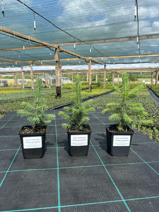 Ель колючая (2-3 года) - Picea pungens  саженцы в контейнере Р9 — фото 4