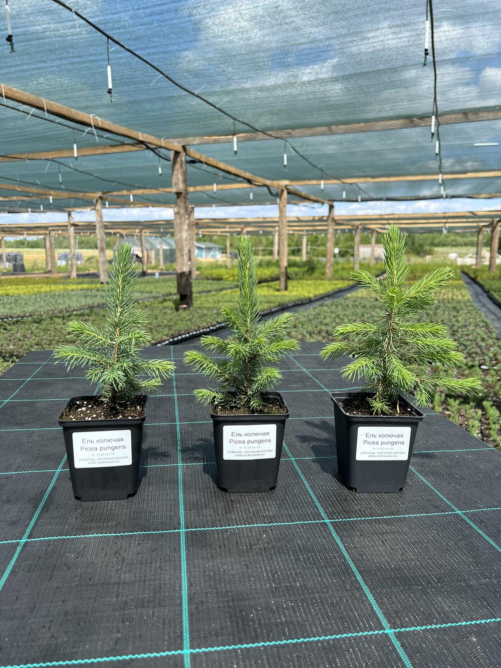 Ель колючая (2-3 года) - Picea pungens, саженцы в контейнере Р9 — питомник АСТРОБИ — фото 4