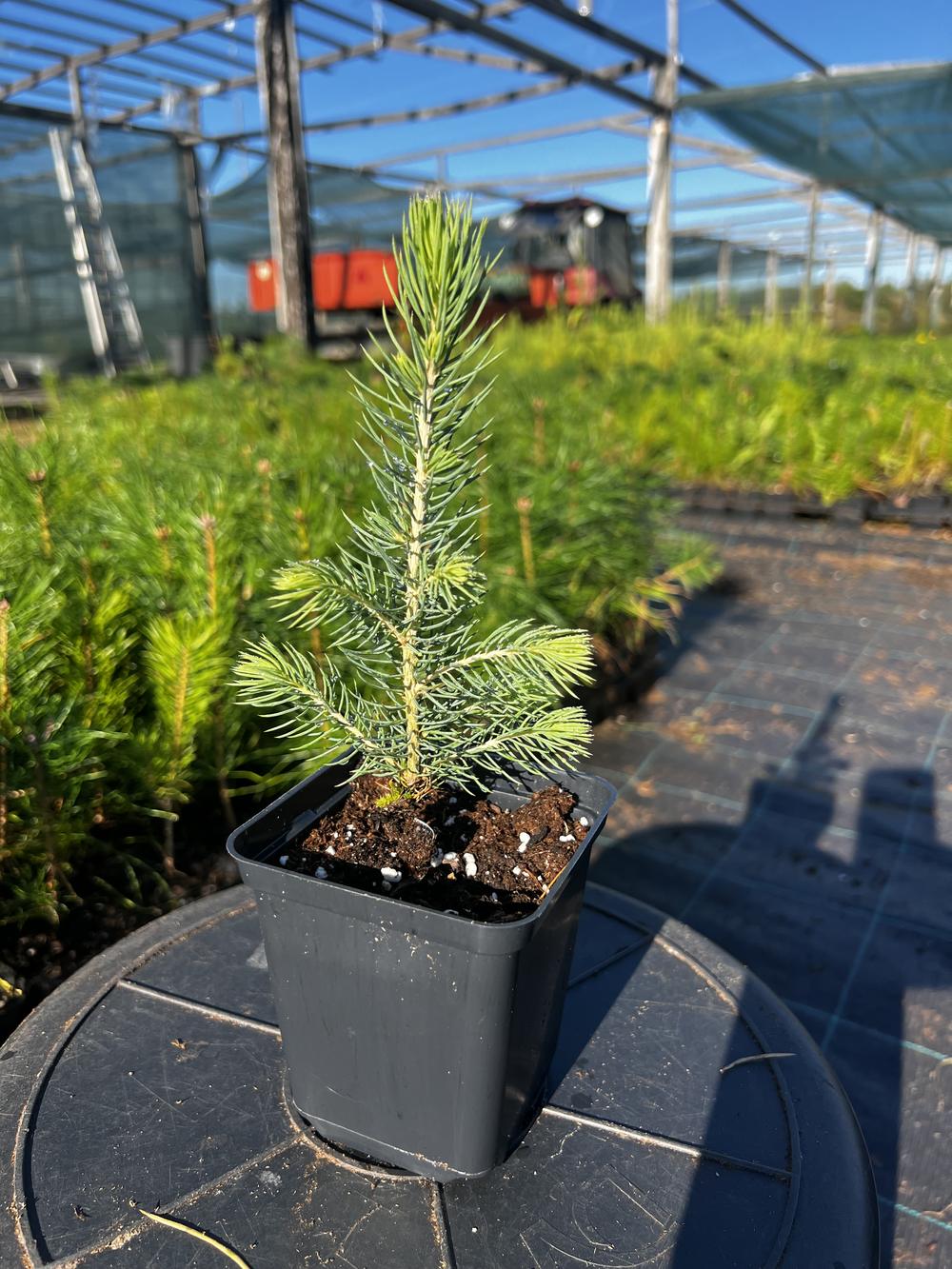 Ель колючая (2-3 года) - Picea pungens, саженцы в контейнере Р9 — питомник АСТРОБИ — фото 5