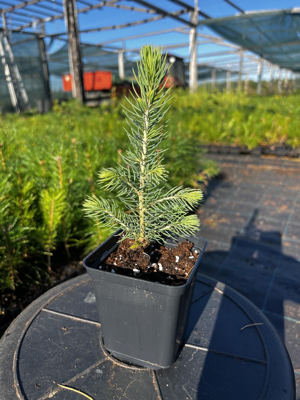 Ель колючая (2-3 года) - Picea pungens, саженцы в контейнере Р9 — питомник АСТРОБИ — фото 6