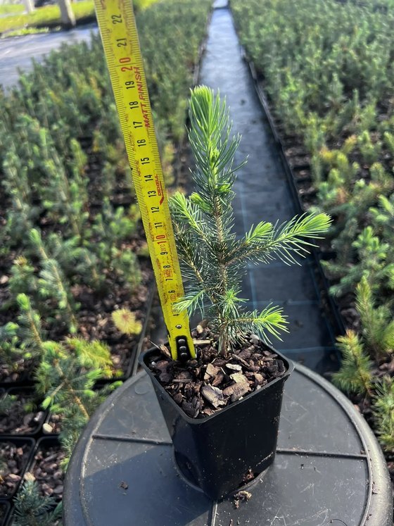 Ель колючая (2-3 года) - Picea pungens  саженцы в контейнере Р9 — фото 8
