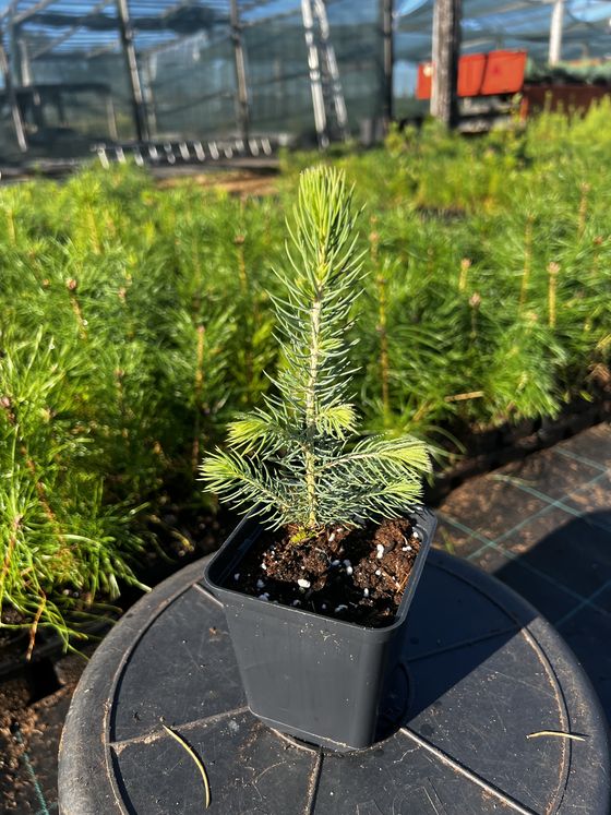 Ель колючая (2-3 года) - Picea pungens  саженцы в контейнере Р9 — фото 9