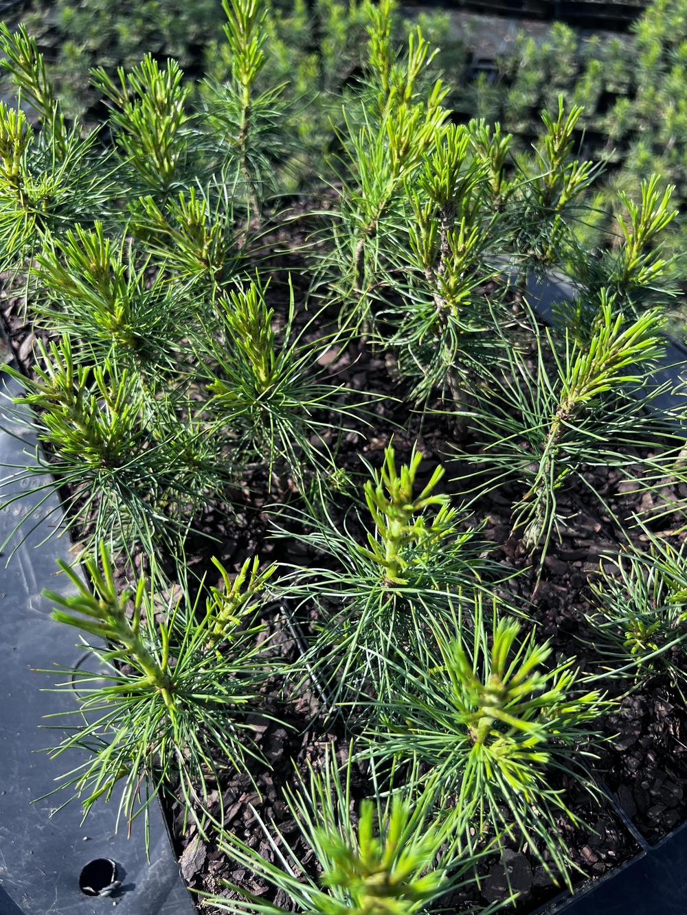 Сосна кедровая корейская - Pinus koraiensis 24 шт (2-3 года), саженцы в контейнере Р9 — питомник АСТРОБИ
