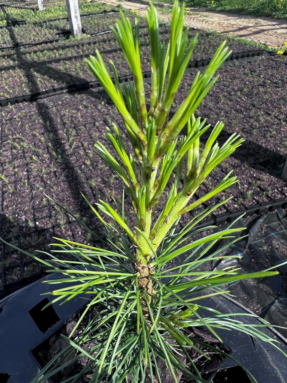 Сосна кедровая корейская - Pinus koraiensis 24 шт (2-3 года), саженцы в контейнере Р9 — питомник АСТРОБИ — фото 10