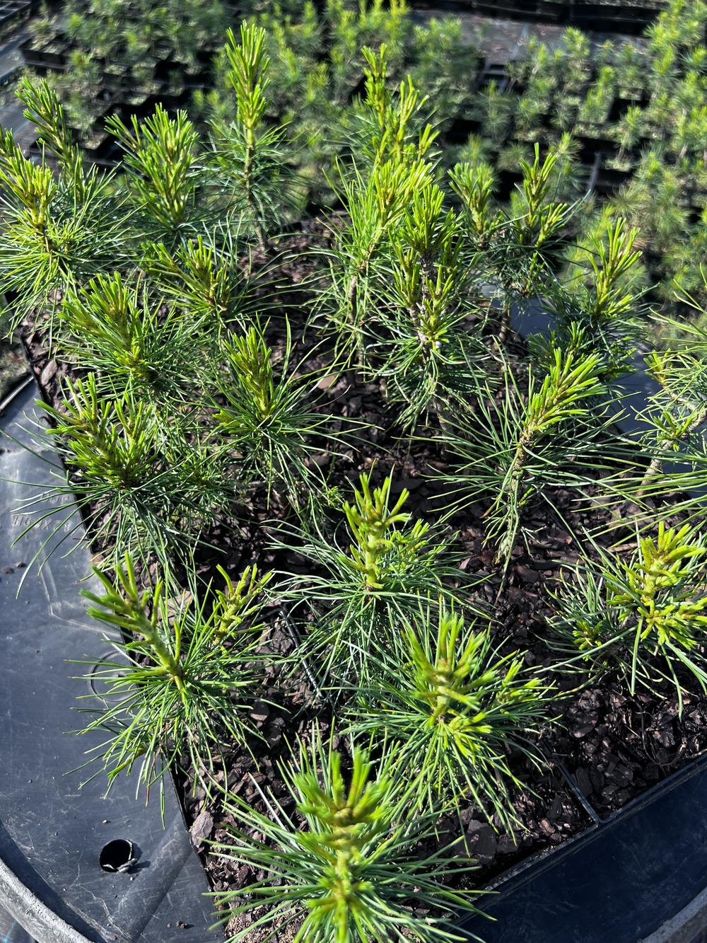 Сосна кедровая корейская - Pinus koraiensis 24 шт (2-3 года), саженцы в контейнере Р9 — питомник АСТРОБИ — фото 2