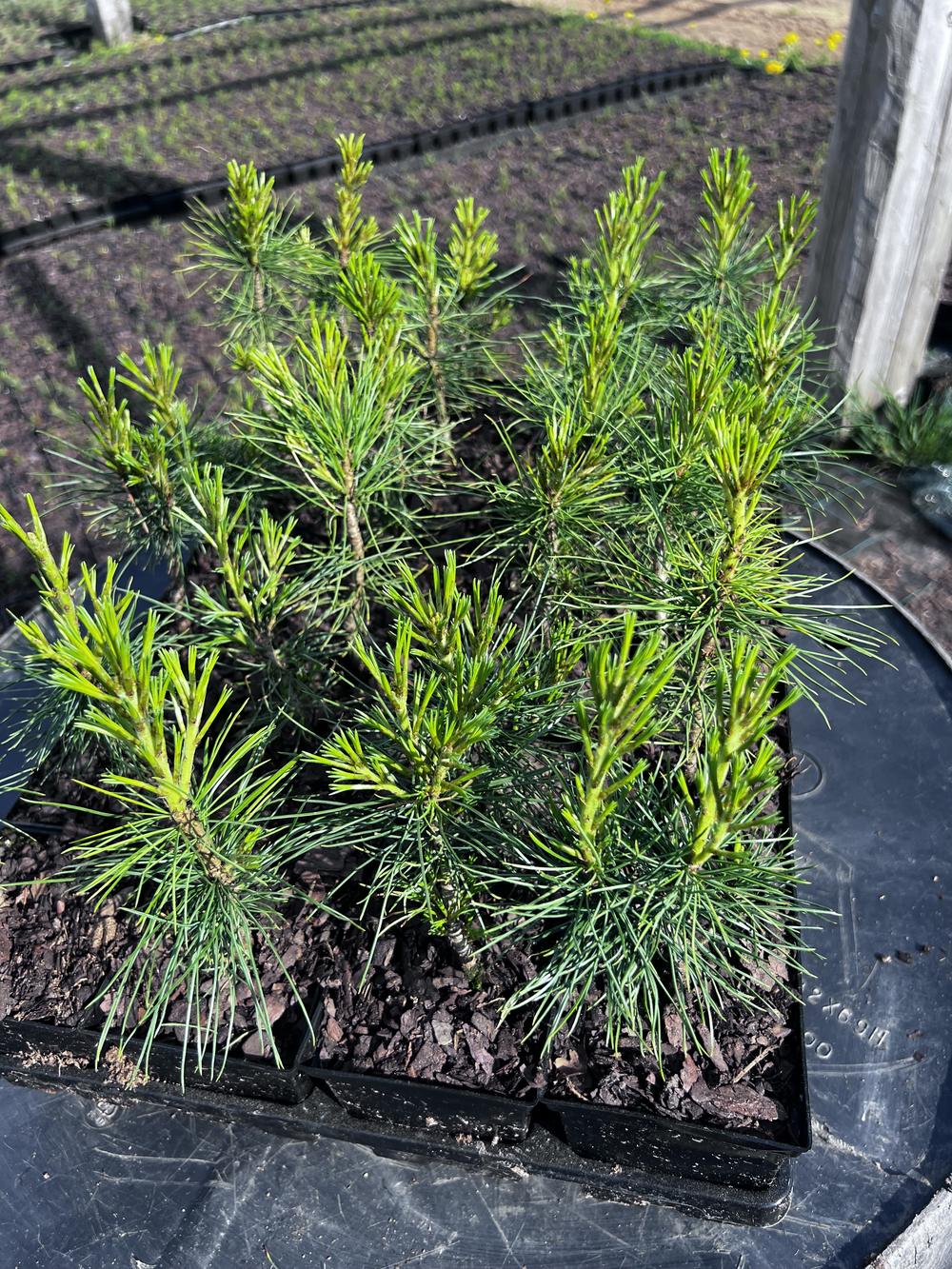 Сосна кедровая корейская - Pinus koraiensis 24 шт (2-3 года), саженцы в контейнере Р9 — питомник АСТРОБИ — фото 3