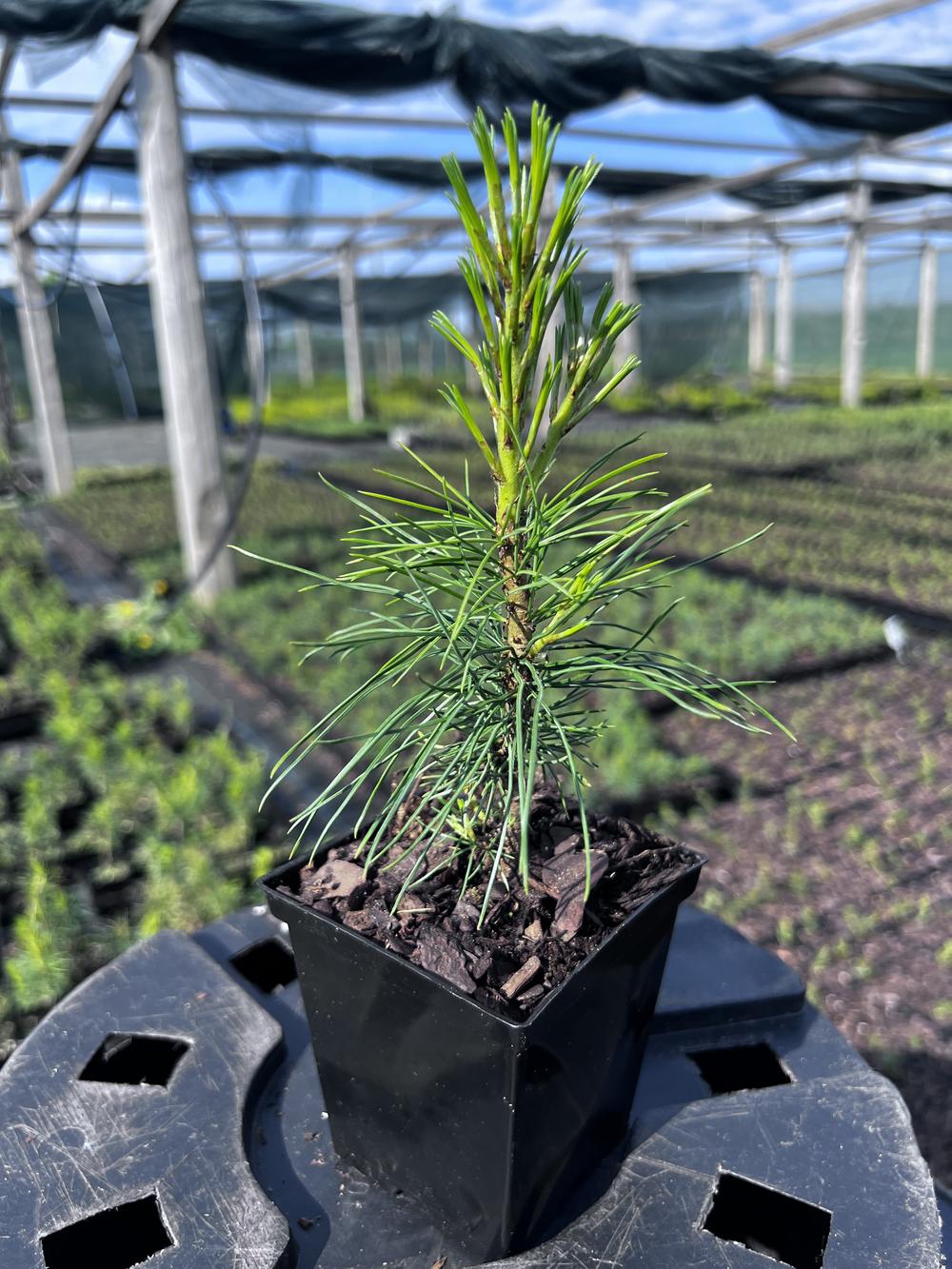 Сосна кедровая корейская - Pinus koraiensis 24 шт (2-3 года), саженцы в контейнере Р9 — питомник АСТРОБИ — фото 4