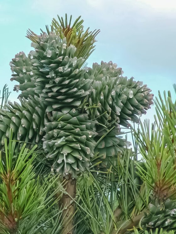 Сосна кедровая корейская - Pinus koraiensis 24 шт (2-3 года)  саженцы в контейнере Р9