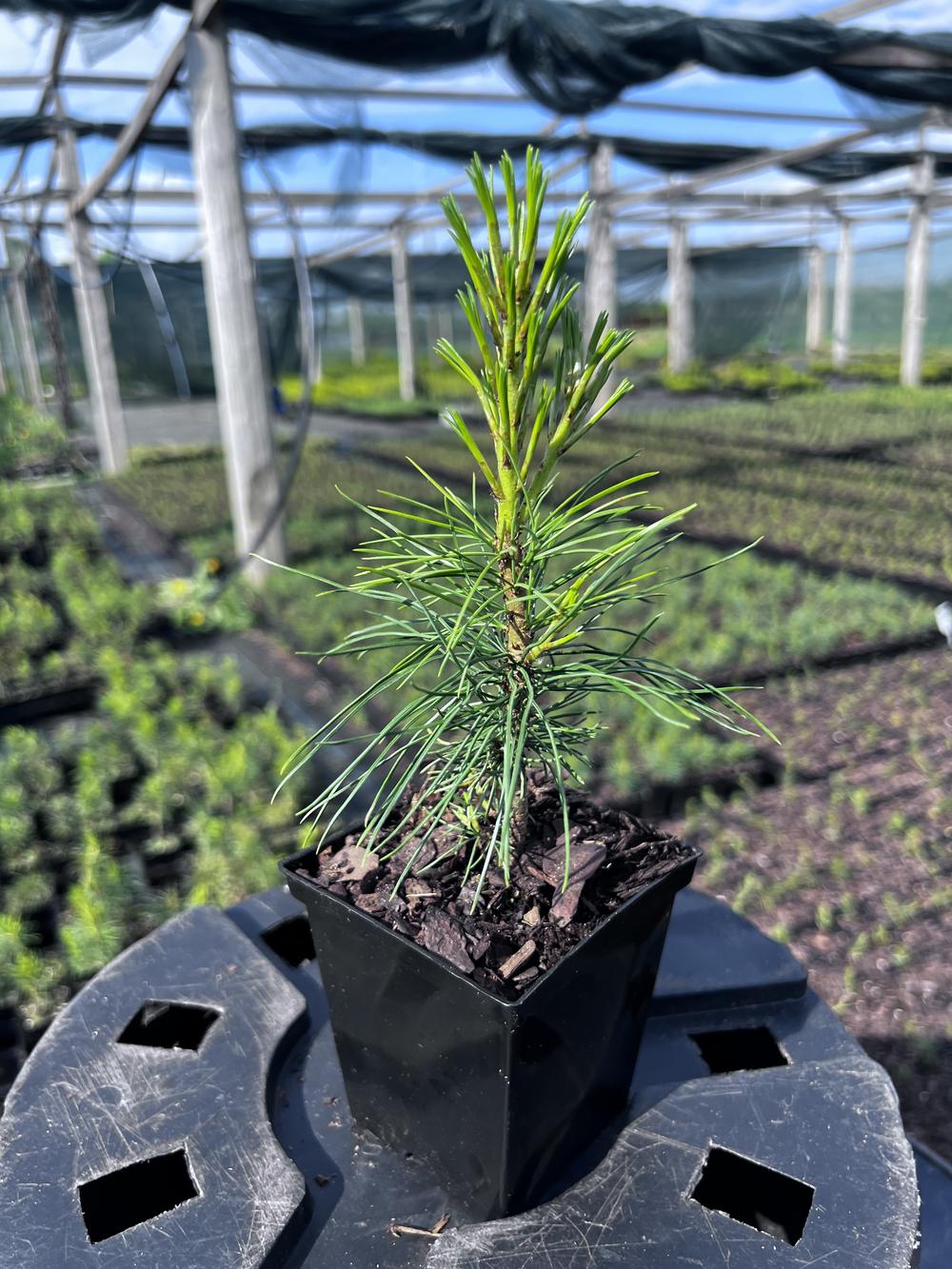 Сосна кедровая корейская - Pinus koraiensis 24 шт (2-3 года), саженцы в контейнере Р9 — питомник АСТРОБИ — фото 5