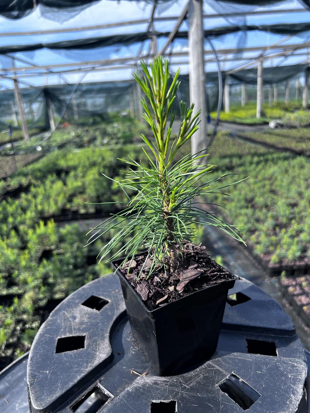 Сосна кедровая корейская - Pinus koraiensis 24 шт (2-3 года), саженцы в контейнере Р9 — питомник АСТРОБИ — фото 6