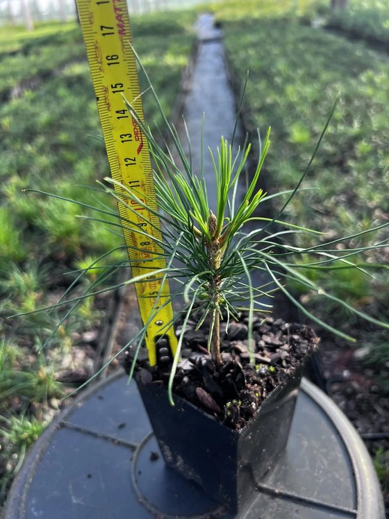 Сосна кедровая корейская - Pinus koraiensis 24 шт (2-3 года)  саженцы в контейнере Р9 — фото 7