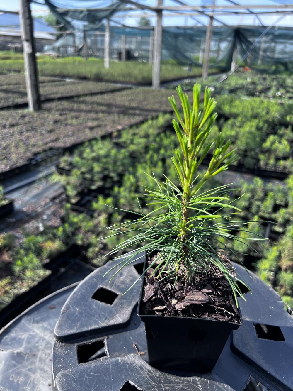 Сосна кедровая корейская - Pinus koraiensis 24 шт (2-3 года), саженцы в контейнере Р9 — питомник АСТРОБИ — фото 7