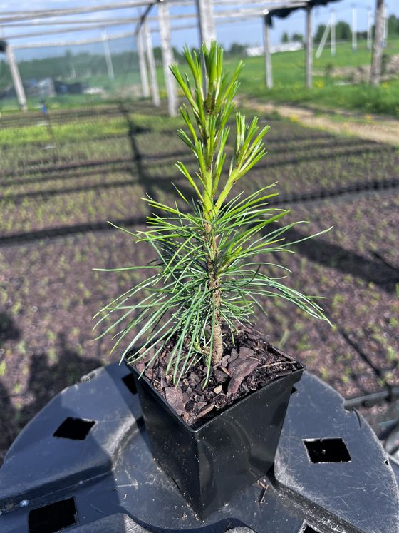 Сосна кедровая корейская - Pinus koraiensis 24 шт (2-3 года)  саженцы в контейнере Р9 — фото 8
