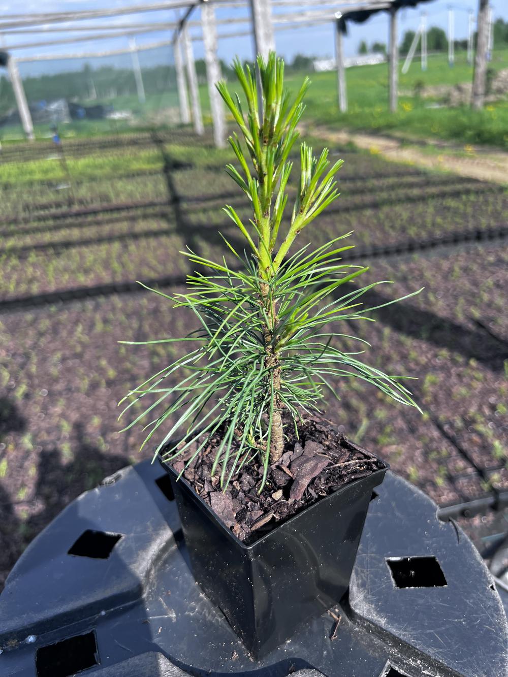 Сосна кедровая корейская - Pinus koraiensis 24 шт (2-3 года), саженцы в контейнере Р9 — питомник АСТРОБИ — фото 8