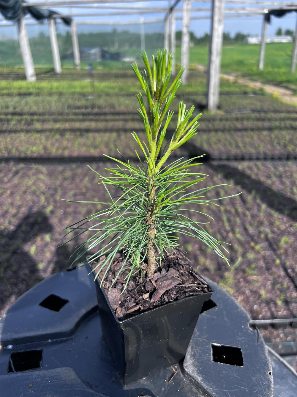 Сосна кедровая корейская - Pinus koraiensis 24 шт (2-3 года), саженцы в контейнере Р9 — питомник АСТРОБИ — фото 9
