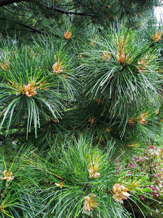 Сосна кедровая корейская - Pinus koraiensis 24 шт (2-3 года)  саженцы в контейнере Р9 — фото 2