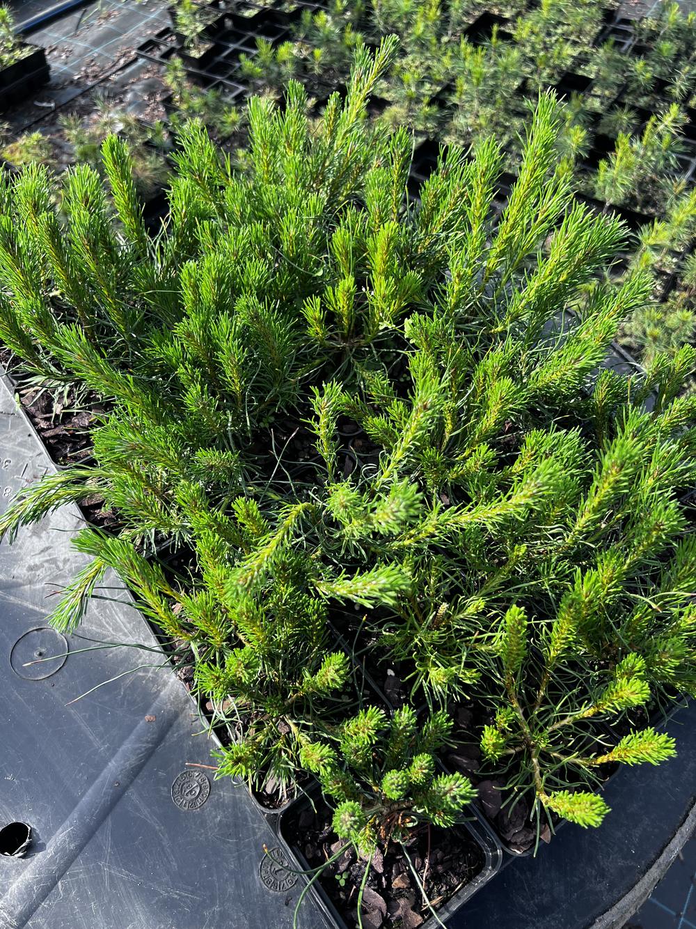 Сосна горная ф. мугус - Pinus mugo var. mughus, саженцы в контейнере Р9 — питомник АСТРОБИ