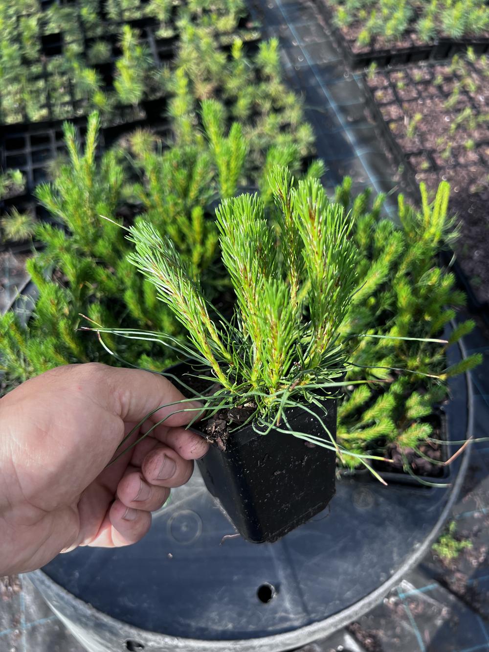 Сосна горная ф. мугус - Pinus mugo var. mughus, саженцы в контейнере Р9 — питомник АСТРОБИ — фото 2