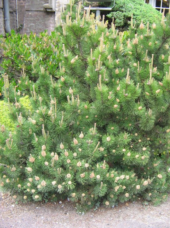 Сосна горная ф. мугус - Pinus mugo var. mughus  саженцы в контейнере Р9 — фото 7
