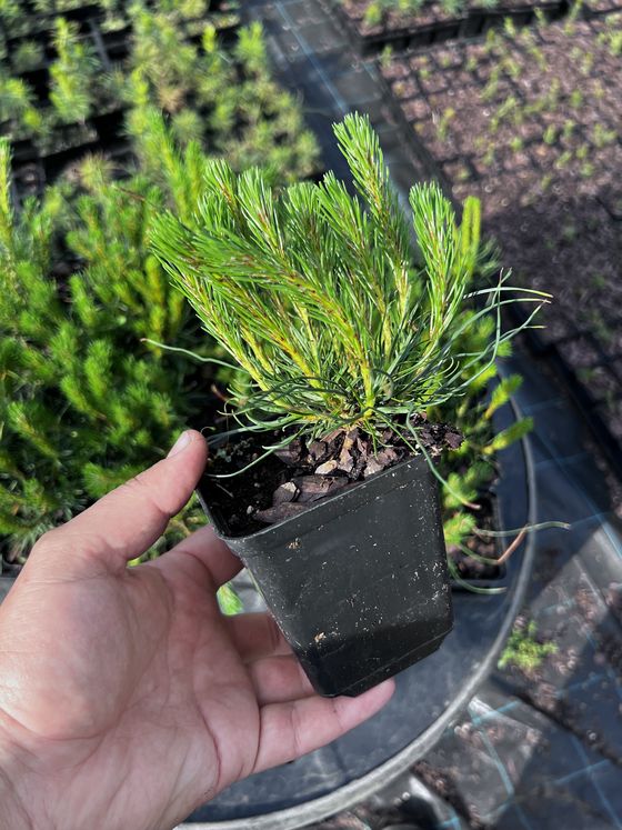Сосна горная ф. мугус - Pinus mugo var. mughus  саженцы в контейнере Р9 — фото 3
