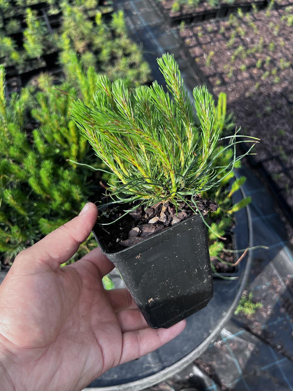 Сосна горная ф. мугус - Pinus mugo var. mughus, саженцы в контейнере Р9 — питомник АСТРОБИ — фото 3