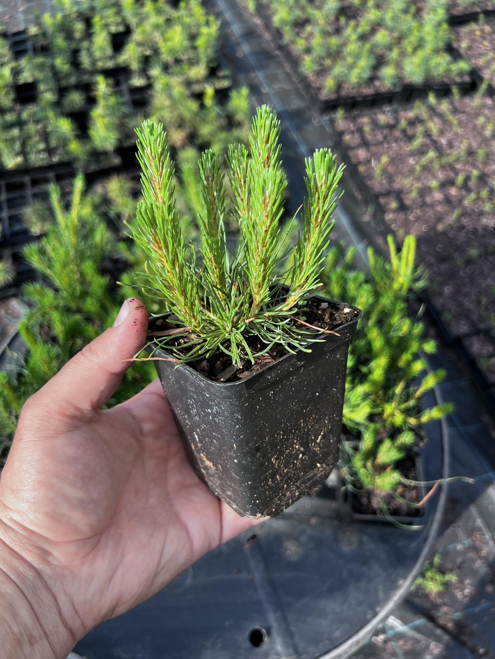 Сосна горная ф. мугус - Pinus mugo var. mughus, саженцы в контейнере Р9 — питомник АСТРОБИ — фото 4
