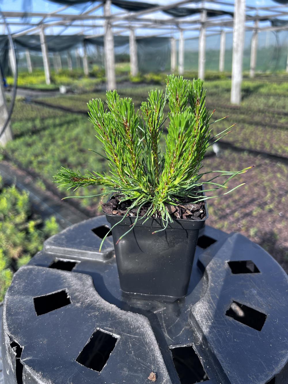 Сосна горная ф. мугус - Pinus mugo var. mughus, саженцы в контейнере Р9 — питомник АСТРОБИ — фото 5