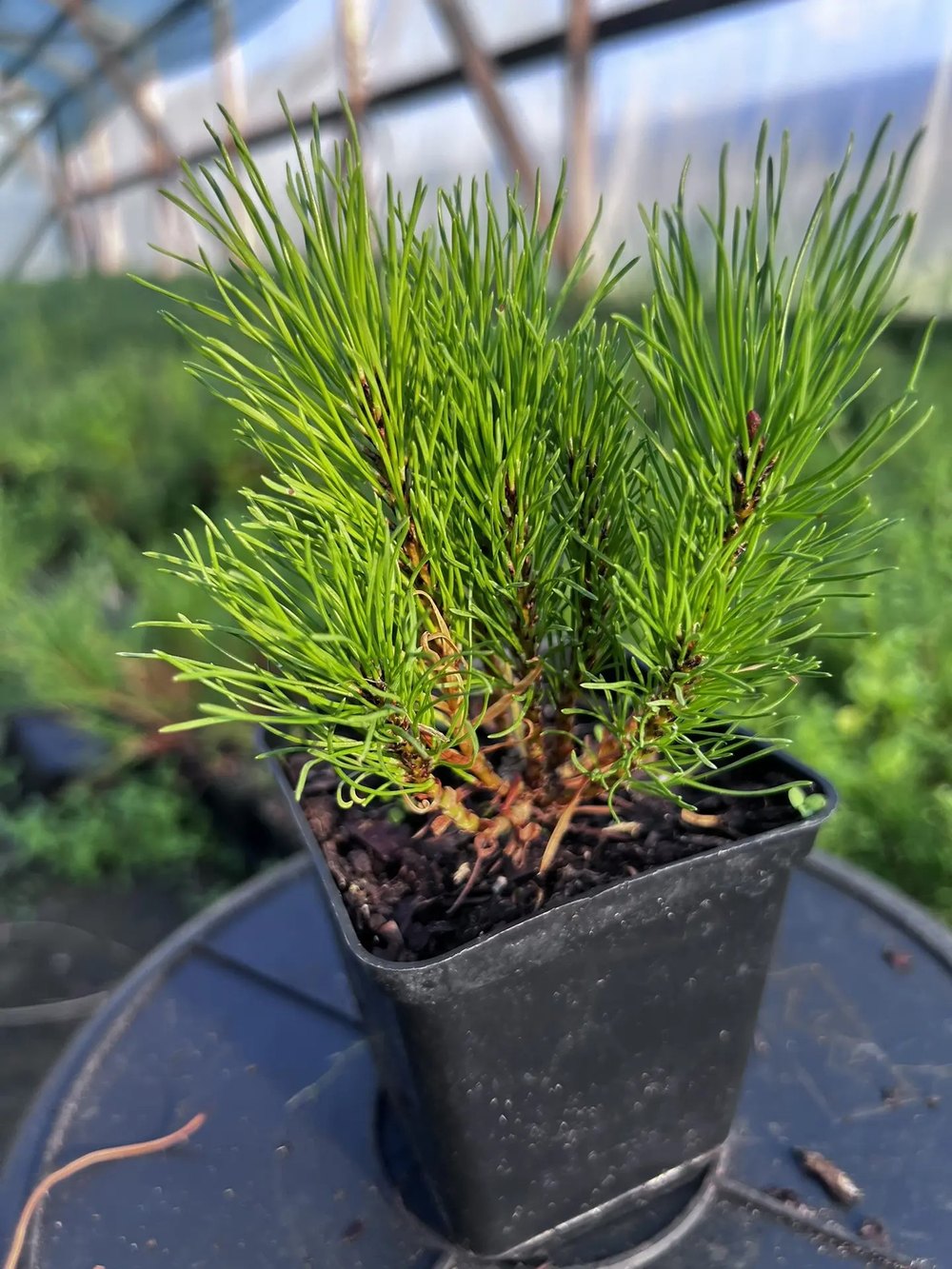 Сосна горная ф. мугус - Pinus mugo var. mughus, саженцы в контейнере Р9 — питомник АСТРОБИ — фото 8