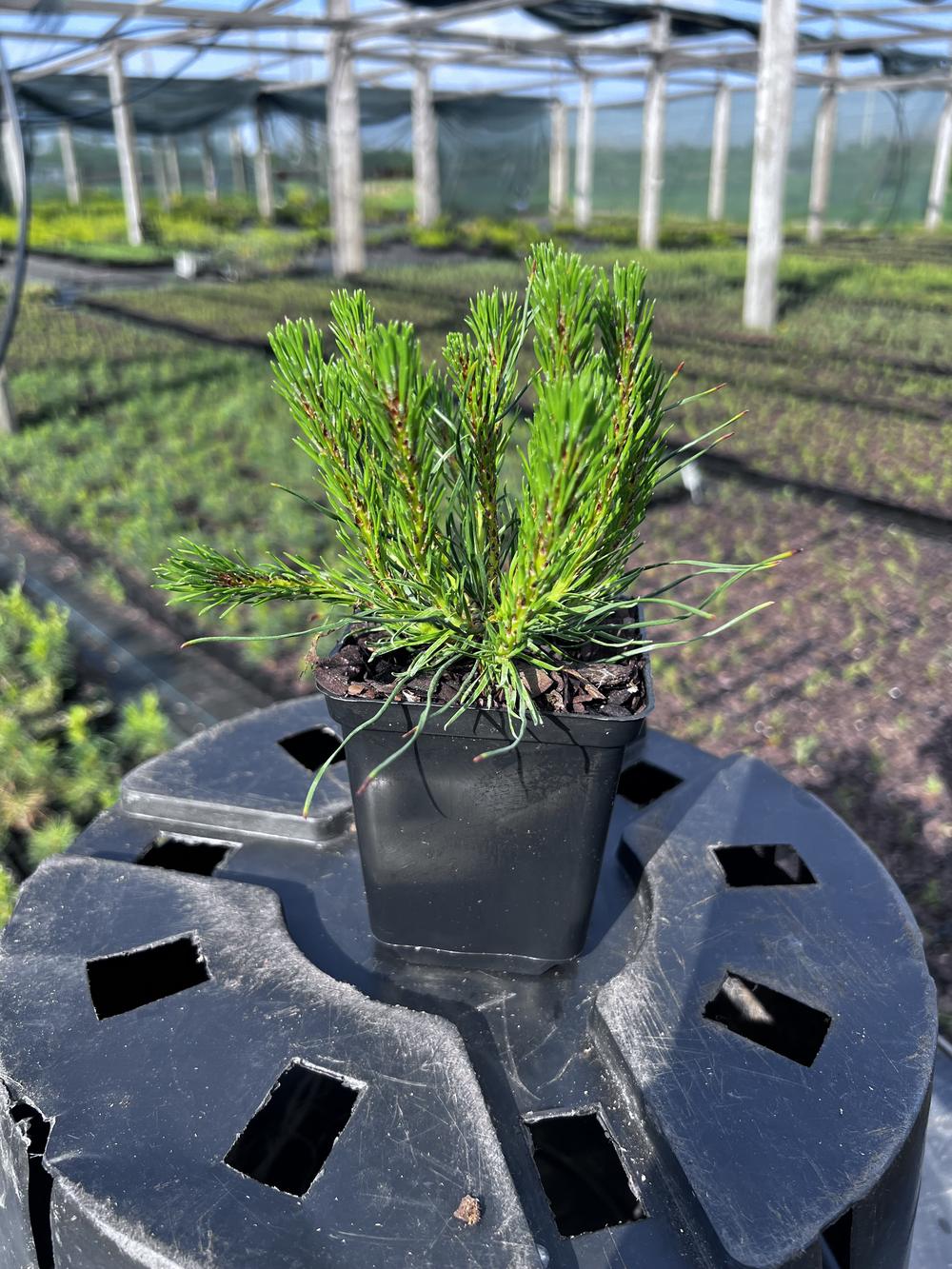 Сосна горная ф. мугус - Pinus mugo var. mughus, саженцы в контейнере Р9 — питомник АСТРОБИ — фото 6