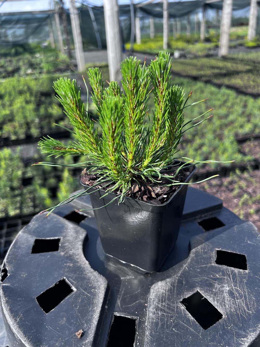 Сосна горная ф. мугус - Pinus mugo var. mughus, саженцы в контейнере Р9 — питомник АСТРОБИ — фото 7