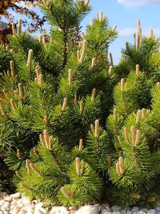 Сосна горная ф. мугус - Pinus mugo var. mughus  саженцы в контейнере Р9