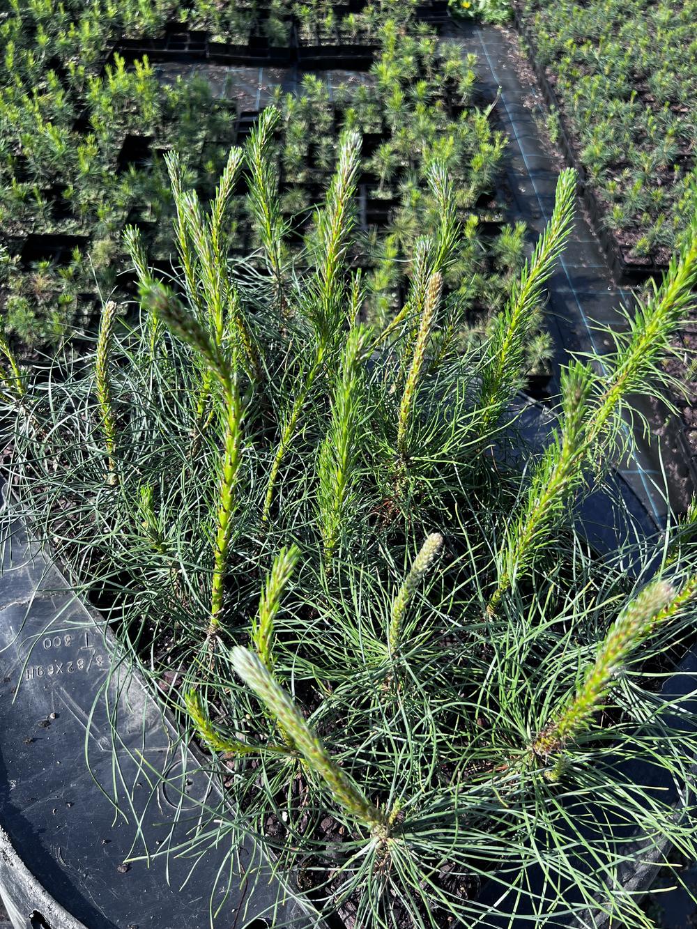 Сосна чёрная австрийская — Pinus nigra austriaca, саженцы в контейнере Р9 — питомник АСТРОБИ