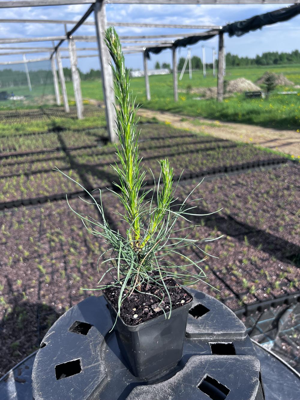 Сосна чёрная австрийская — Pinus nigra austriaca, саженцы в контейнере Р9 — питомник АСТРОБИ — фото 10
