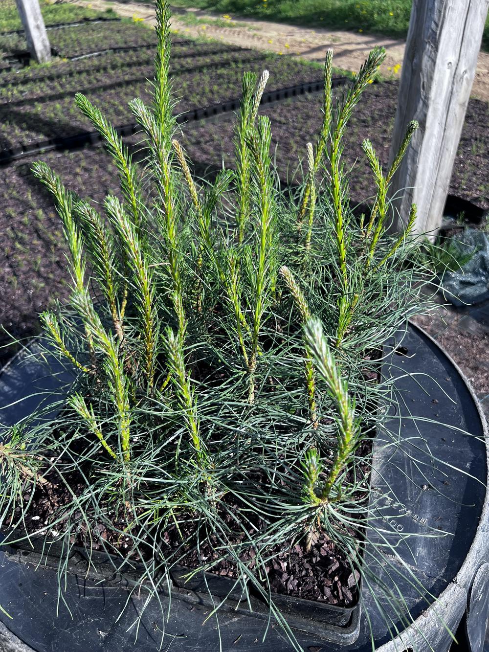 Сосна чёрная австрийская — Pinus nigra austriaca, саженцы в контейнере Р9 — питомник АСТРОБИ — фото 2