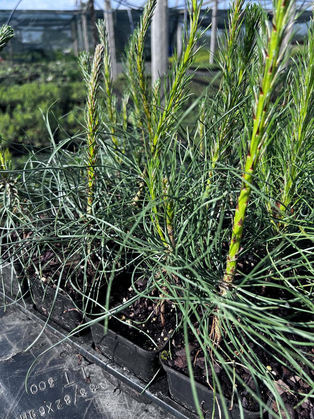 Сосна чёрная австрийская — Pinus nigra austriaca, саженцы в контейнере Р9 — питомник АСТРОБИ — фото 3