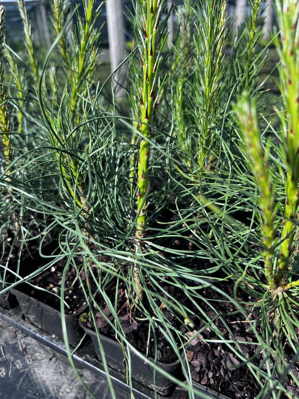 Сосна чёрная австрийская — Pinus nigra austriaca, саженцы в контейнере Р9 — питомник АСТРОБИ — фото 4