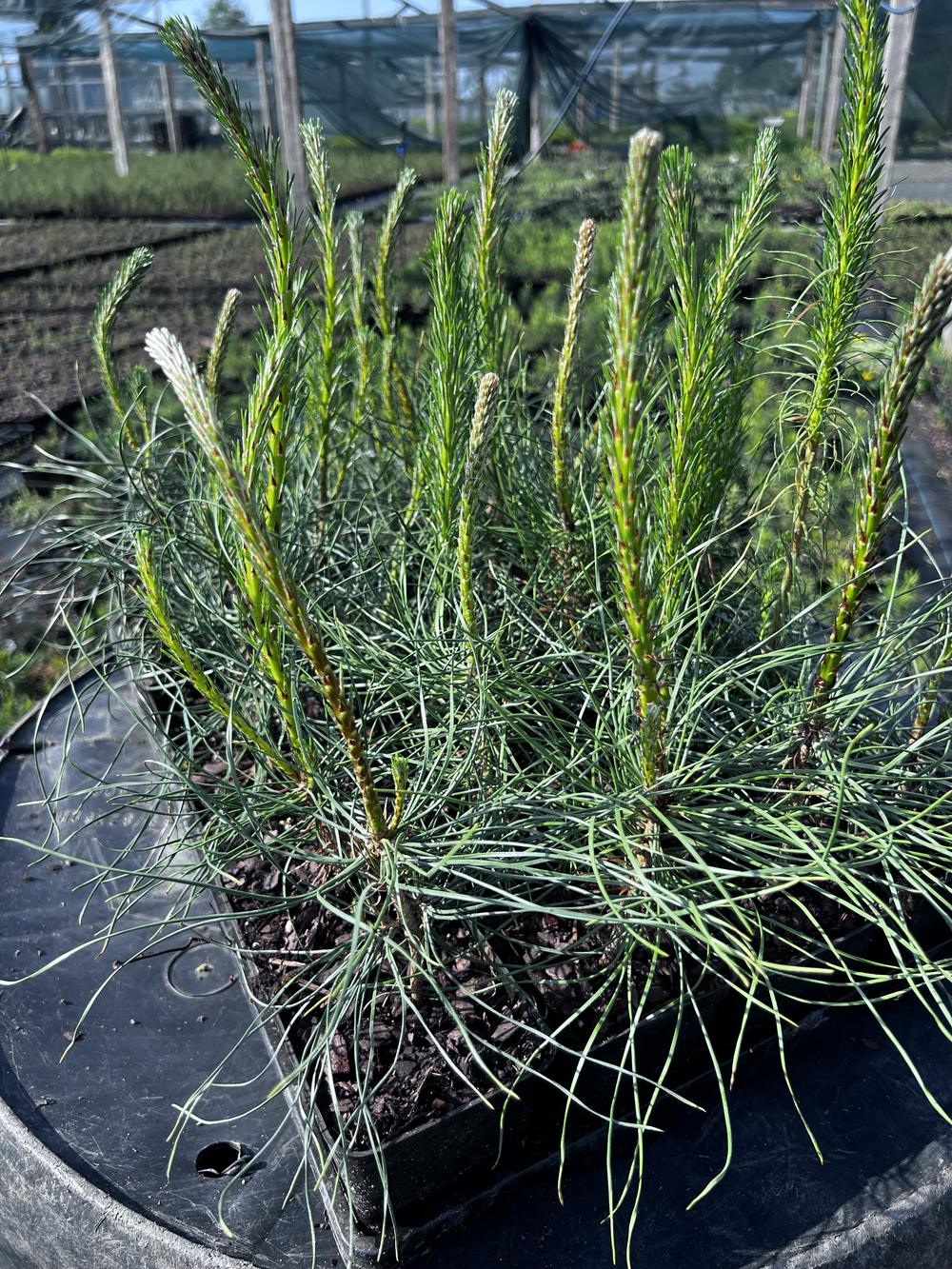 Сосна чёрная австрийская — Pinus nigra austriaca, саженцы в контейнере Р9 — питомник АСТРОБИ — фото 5