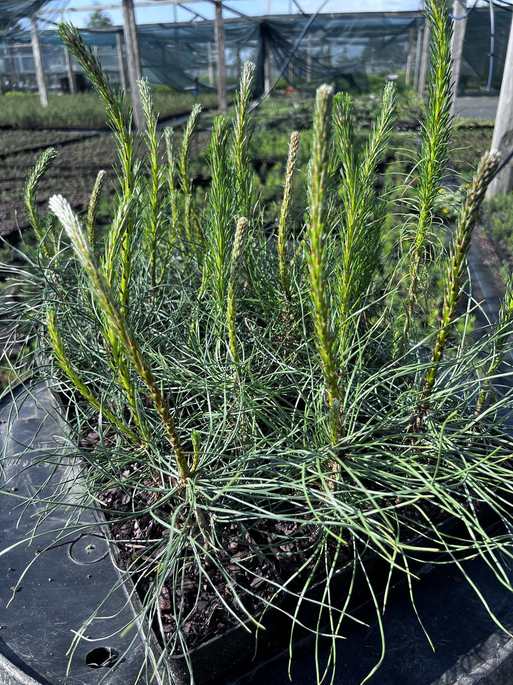Сосна чёрная австрийская — Pinus nigra austriaca, саженцы в контейнере Р9 — питомник АСТРОБИ — фото 6