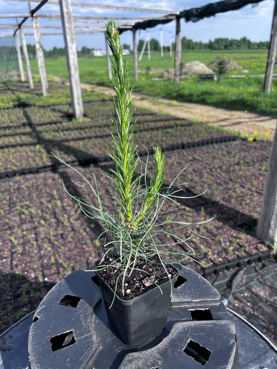 Сосна чёрная австрийская - Pinus nigra austriaca  саженцы в контейнере Р9