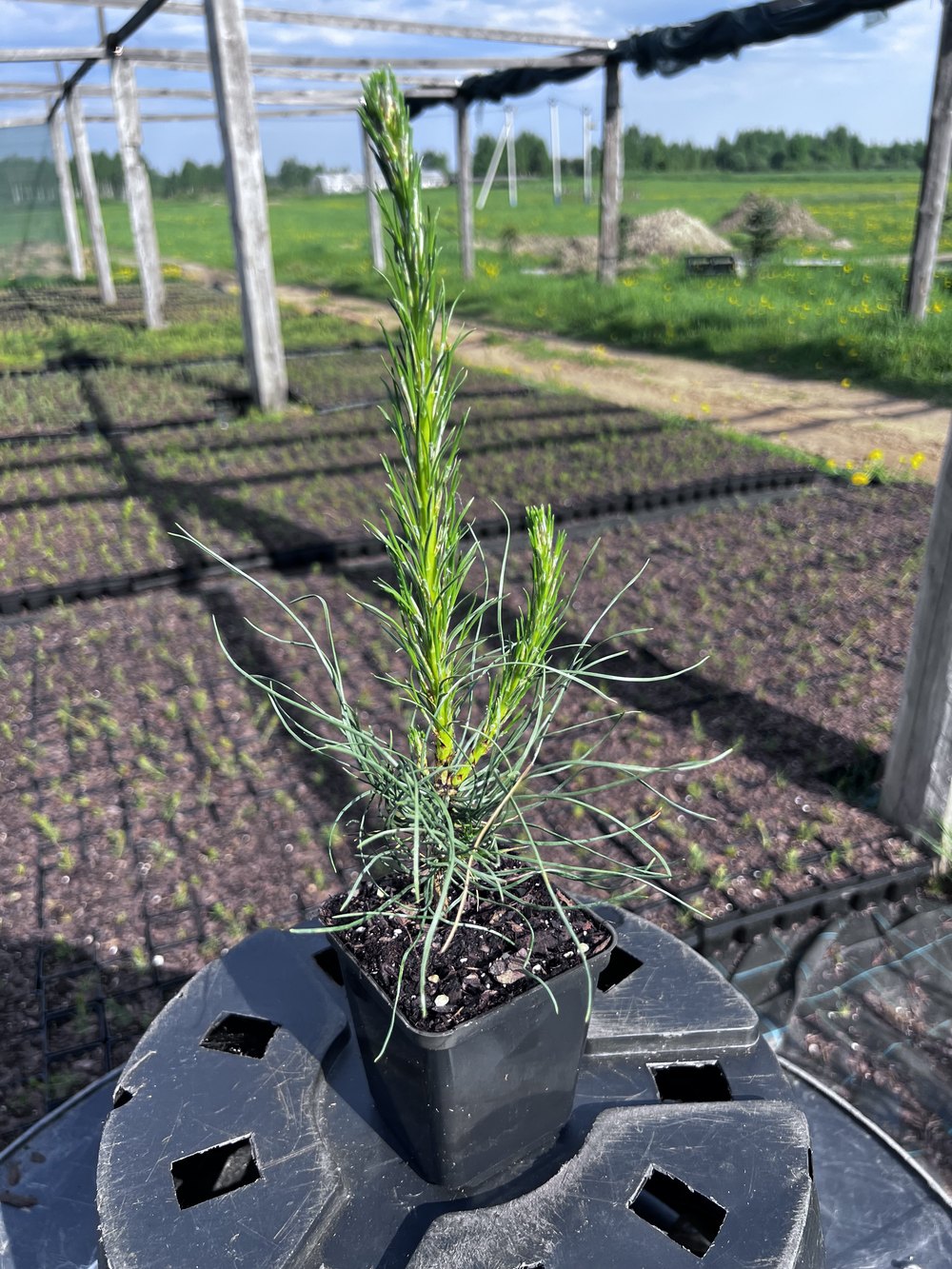 Сосна чёрная австрийская - Pinus nigra austriaca, саженцы в контейнере Р9 - питомник АСТРОБИ