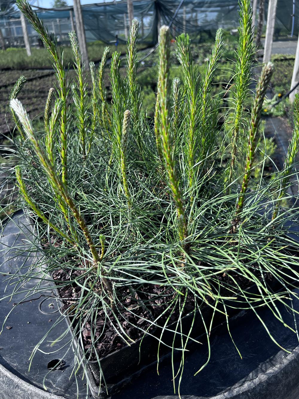 Сосна чёрная австрийская — Pinus nigra austriaca, саженцы в контейнере Р9 — питомник АСТРОБИ — фото 7