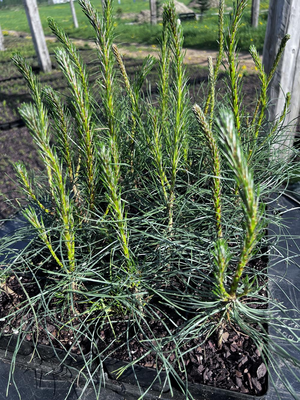 Сосна чёрная австрийская — Pinus nigra austriaca, саженцы в контейнере Р9 — питомник АСТРОБИ — фото 8