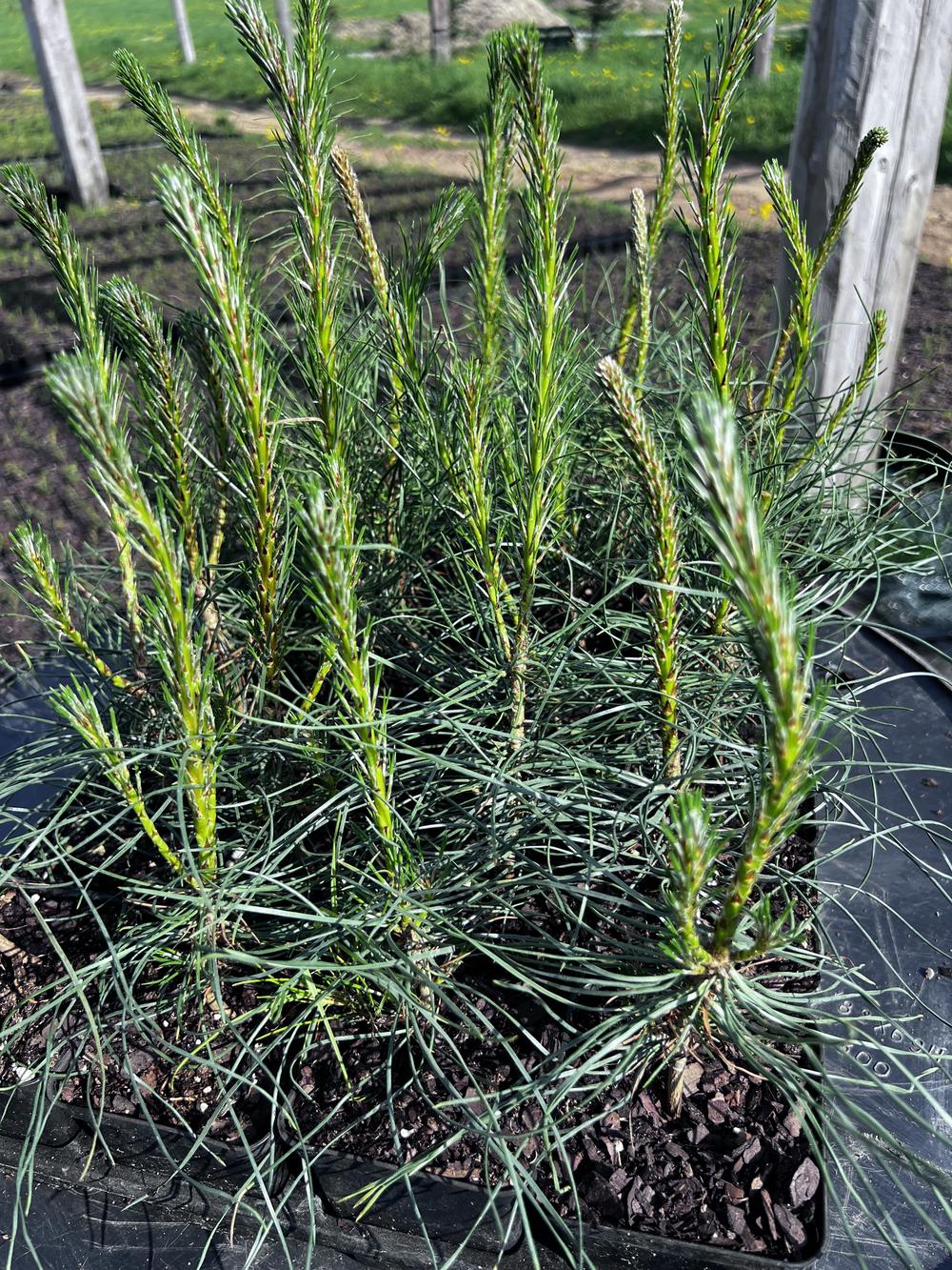 Сосна чёрная австрийская — Pinus nigra austriaca, саженцы в контейнере Р9 — питомник АСТРОБИ — фото 9