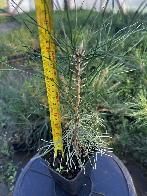 Сосна чёрная австрийская — Pinus nigra austriaca  саженцы в контейнере Р9 — фото 2