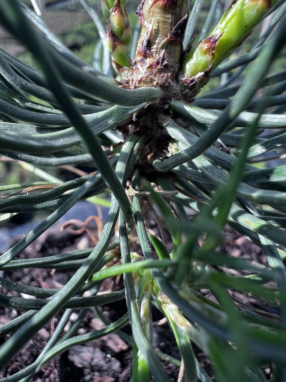 Сосна чёрная австрийская - Pinus nigra austriaca, саженцы в контейнере Р9 - питомник АСТРОБИ - фото 2