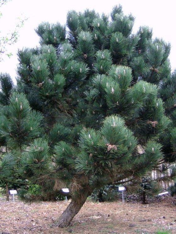 Сосна чёрная австрийская — Pinus nigra austriaca  саженцы в контейнере Р9