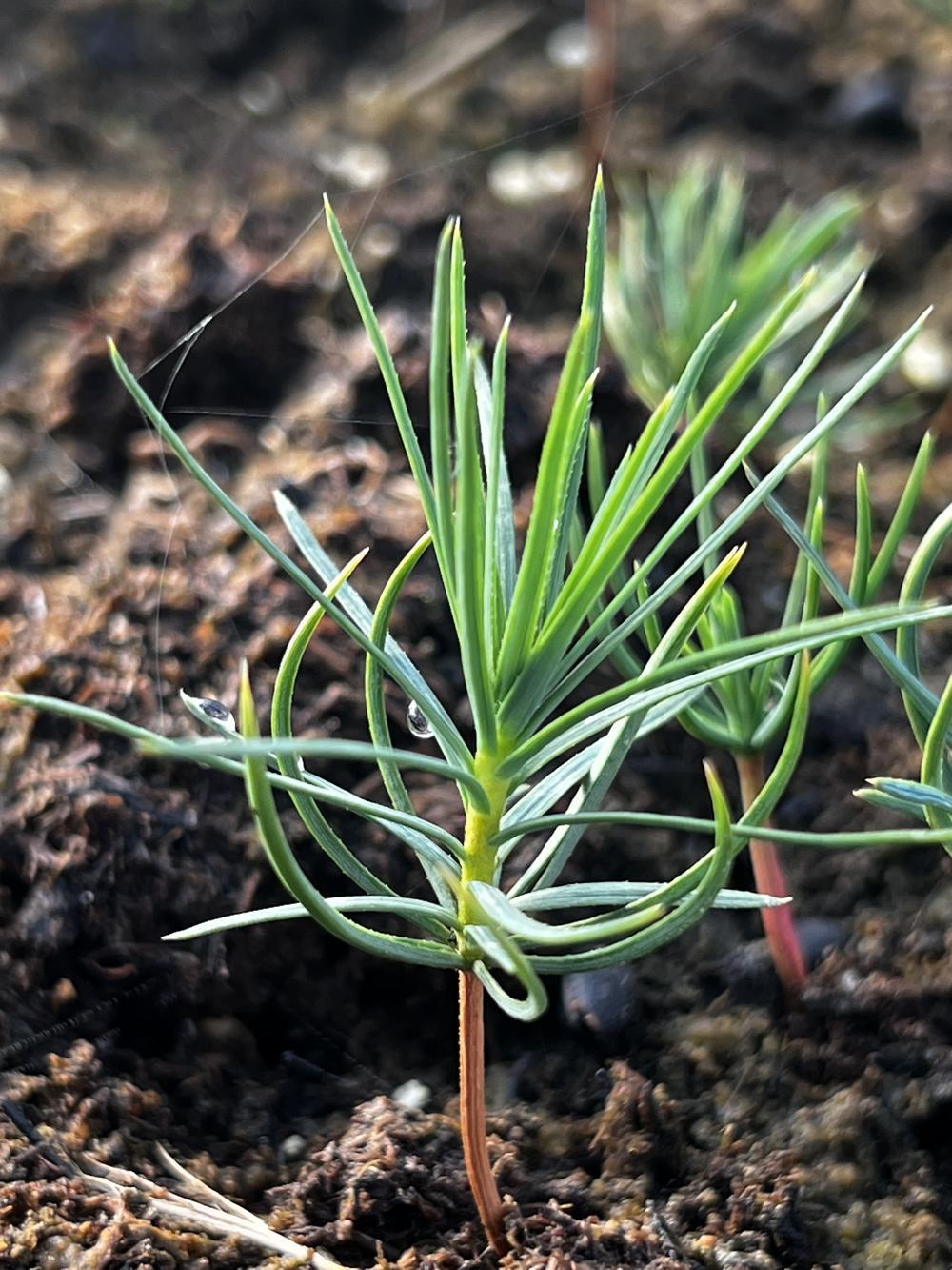 Кедровый стланик (2 года) — Pinus pumila, саженцы в контейнере Р9 — питомник АСТРОБИ