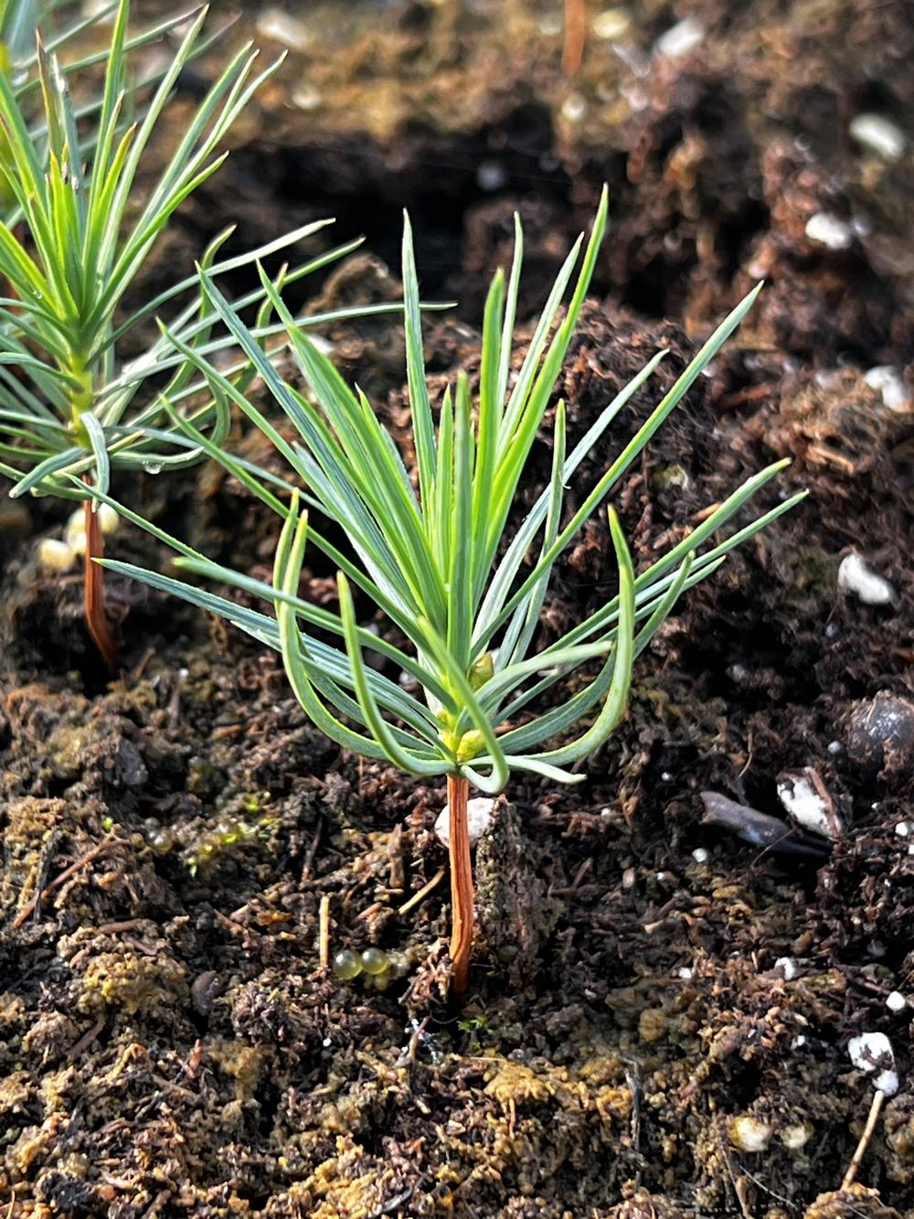 Кедровый стланик (2 года) — Pinus pumila, саженцы в контейнере Р9 — питомник АСТРОБИ — фото 3