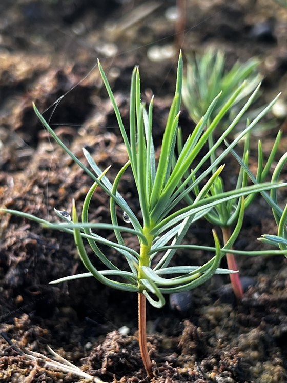 Кедровый стланик (2 года) - Pinus pumila  саженцы в контейнере Р9 - фото 2